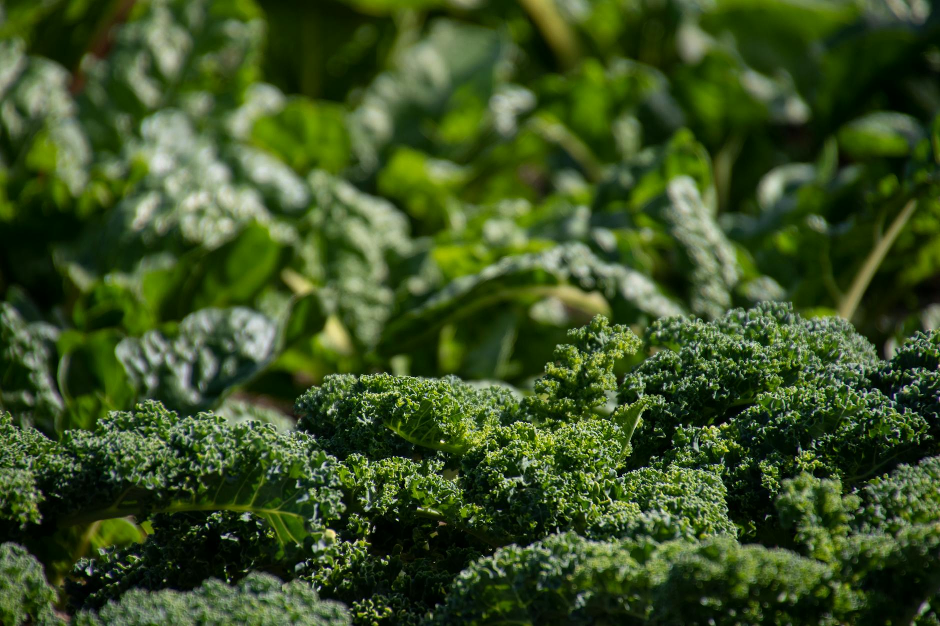 green leafed plant