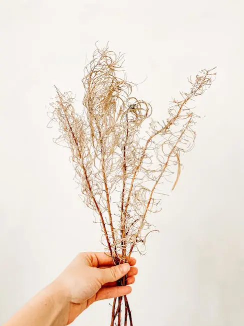Hand holding dried branches against white background.